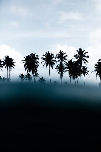 YOU COME FROM NO COCONUT TREE
