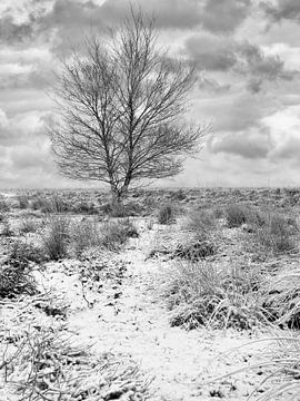 Paysage d'hiver avec arbre solitaire dans la neige sont recouvertes de bruyère 1 sur Tony Vingerhoets
