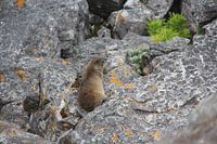 Marmotte sur la Montagne de la Table