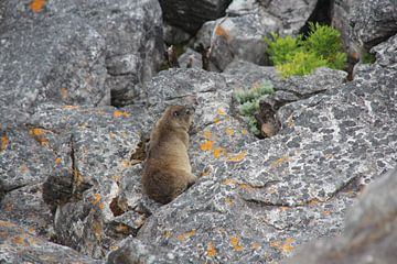 Marmot op Tafelberg van Quinta Dijk