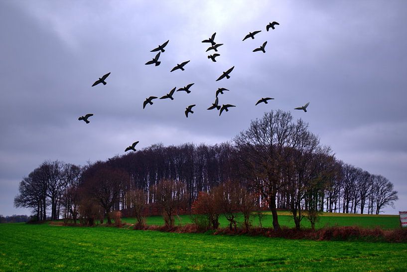 Tree Hill par Edgar Schermaul