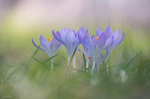 Crocus dans l'herbe
