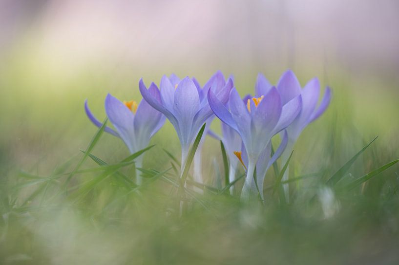 Crocus dans l'herbe par Lilian Photography