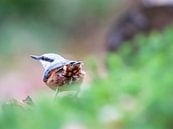 Boomklever van Arie Flokstra Natuurfotografie thumbnail