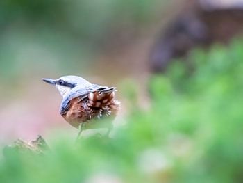 Nuthatch