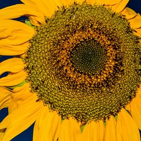 Sonnenblume von Rob Burgwal