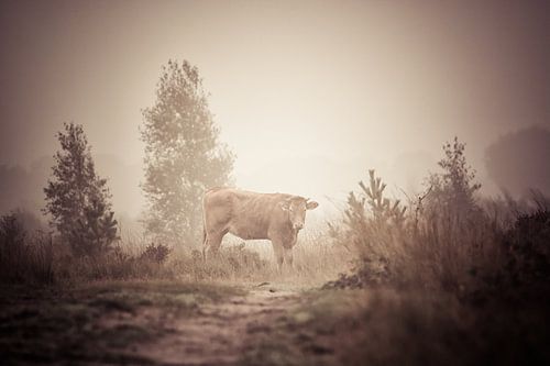 Farben des Herbstes und der Tierwelt