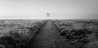 Solitary tree in frozen heather at sunrise (horizontal). Black and white. van Luis Boullosa thumbnail