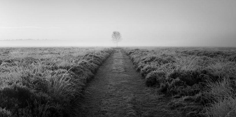 Solitary tree in frozen heather at sunrise (horizontal). Black and white. von Luis Boullosa