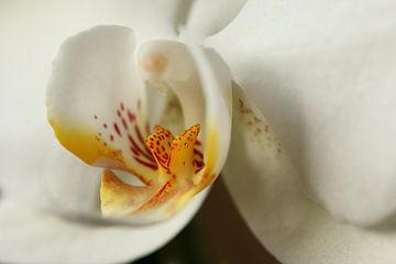 Een witte orchidee van Pim van der Horst