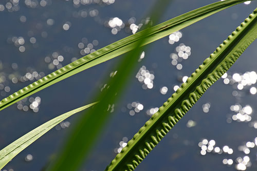 Ribbed Leaf 5