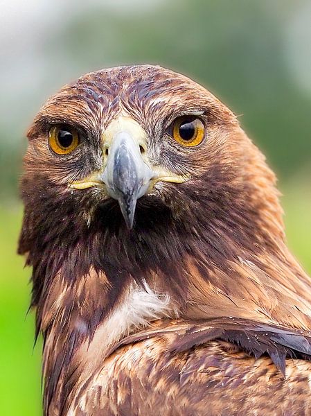 Der Steinadler von Loek Lobel