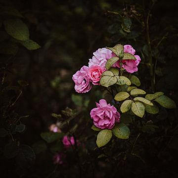 De roosjes van Van Renselaar Fotografie