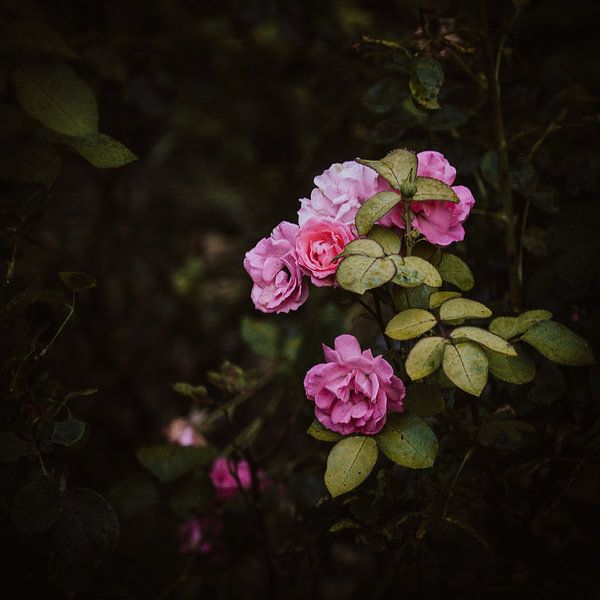 The roses by Van Renselaar Fotografie