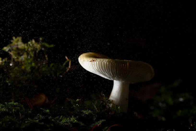 Light in the darkness by Astrid Broer