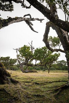 Forêt de Fanel à Madère sur Youp Lotgerink