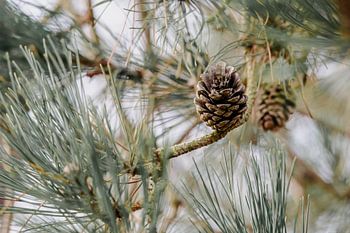 Pine cone