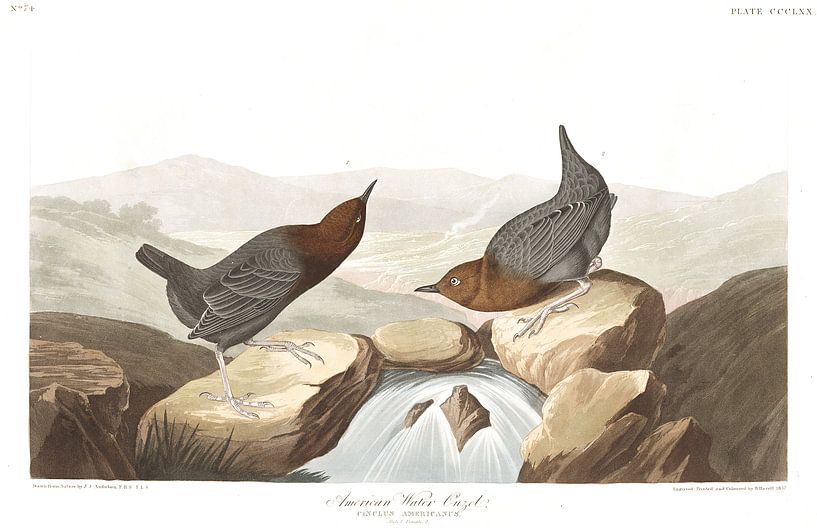 Grauwasseramsel von Birds of America