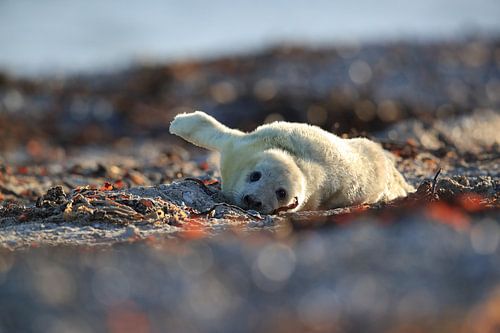 Grijze Zeehond Brul Helgoland Eiland Duitsland