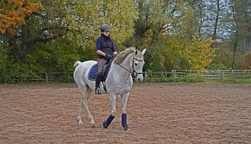 cheval blanc et cavalière à l'entraînement sur un terrain d'équitation