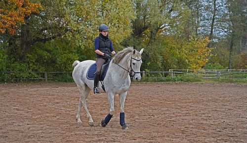 Training van een wit paard en een ruiter in een rijbak