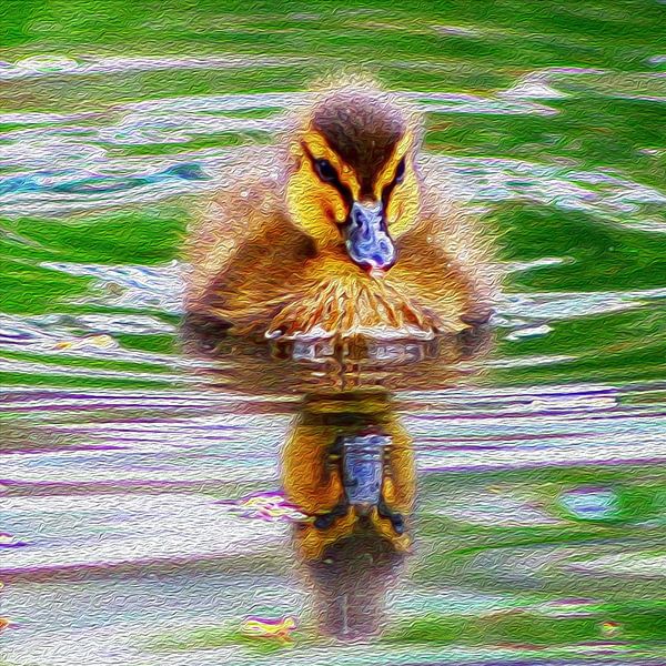 Petit canard mignon par PhotoManiX Digital Photography