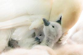 Tender von Casperina van't Pad