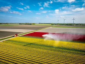 Tulpen, die von einer landwirtschaftlichen Sprinkleranlage von oben besprüht werden