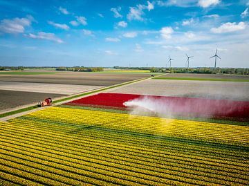 Tulpen besproeid door een waterkanon van bovenaf