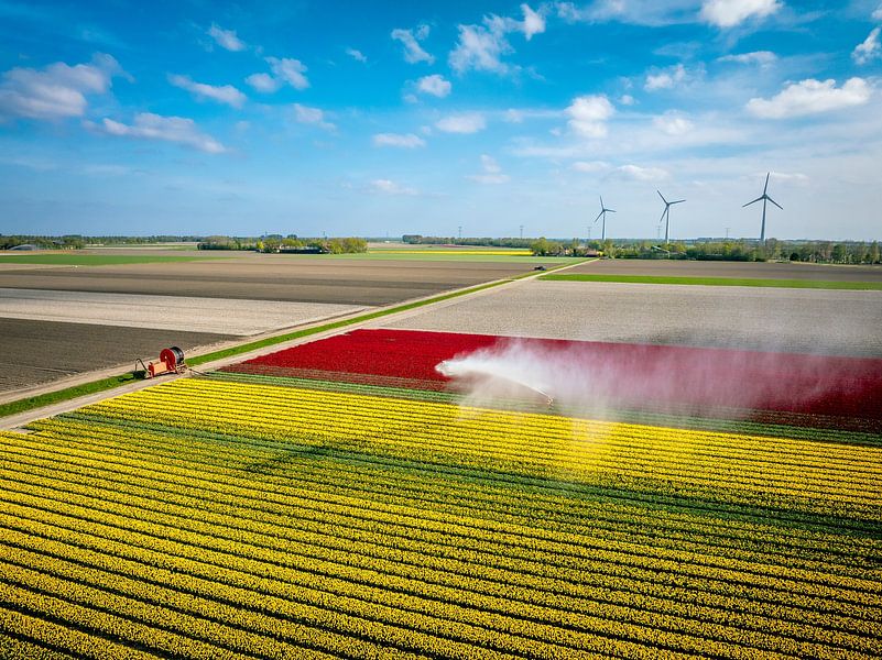Tulips sprayed by an agricultural sprinkler from above by Sjoerd van der Wal Photography