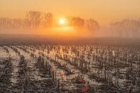 Zonsopkomst in de Gemene Meers