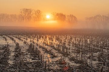 Lever de soleil dans le Gemene  Meers sur Sven Scraeyen