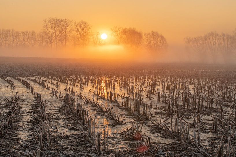 Sonnenaufgang in den Gemene Meers von Sven Scraeyen