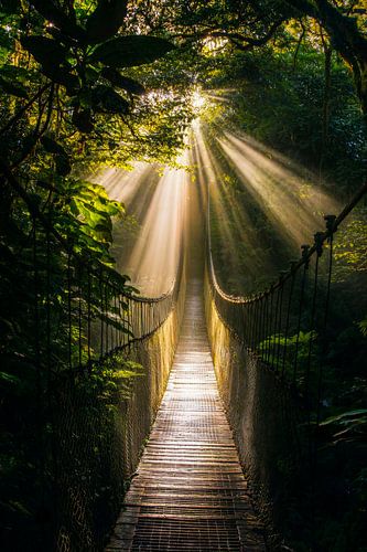Light in the forest