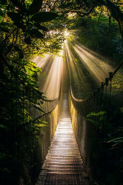 Licht in het bos van Poster Art Shop