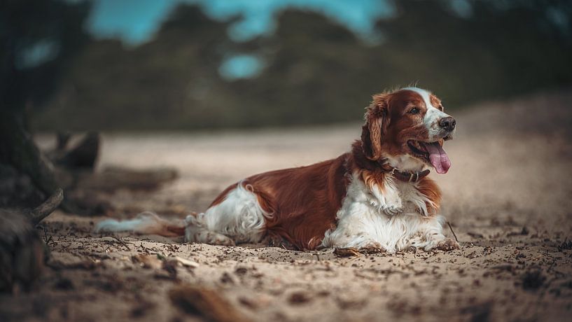 Abby by Jochem van der Blom