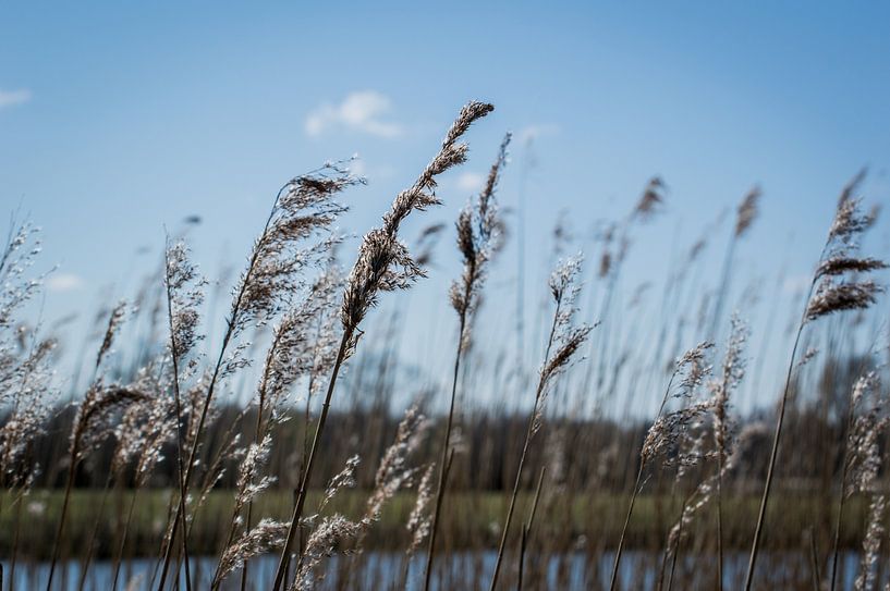 Riet van Rick Koppelaar