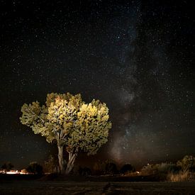Melkweg met boom op de voorgrond van Rutger van Loo