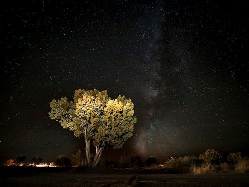 Galaxy with tree in the foreground
