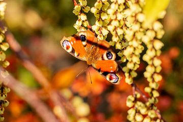 Dagpauwoog vlinder van Reinier Holster