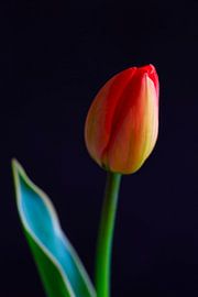 Tulip Blossom