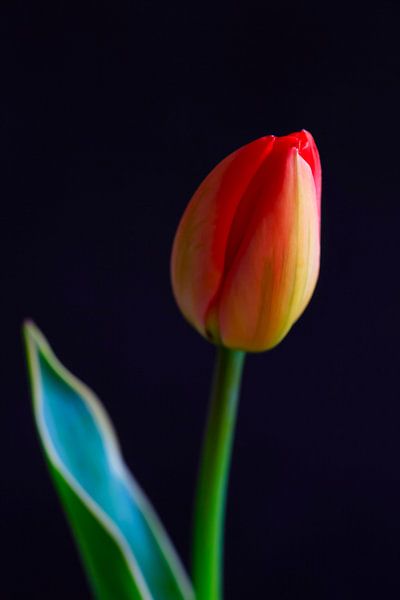 Tulpenblüte von Thomas Jäger