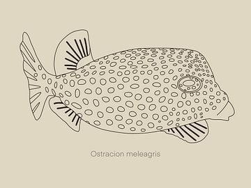 An illustration of the white-spotted coffer fish by UMA Digital NL