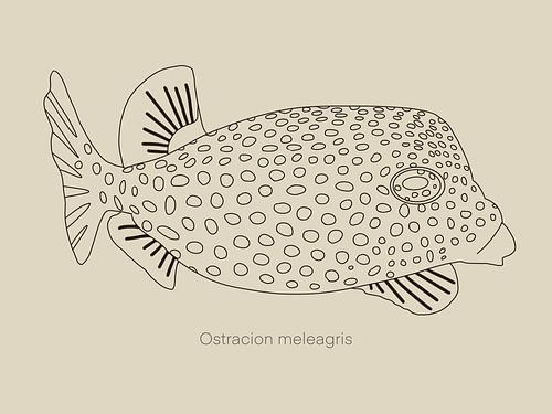 Eine Illustration des Weißgefleckten Kofferfisches