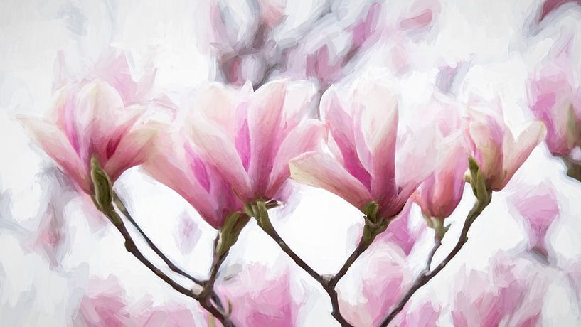 Die Magnolie - eine Blume, die den Frühling ankündigt von Francis Dost