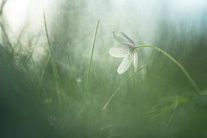 Dromerige witte bosbloem in ochtendlicht