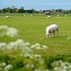 Schapen in Hollandse wei van Daisy Renders