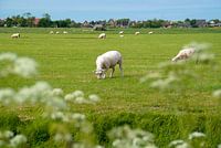 Dutch landscape in summer