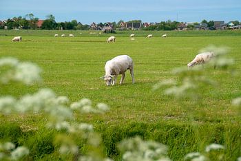 Schapen in Hollandse wei