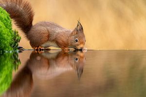Eichhörnchen in Herbstfarben